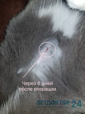Физиологические изменения при стерилизации кошки