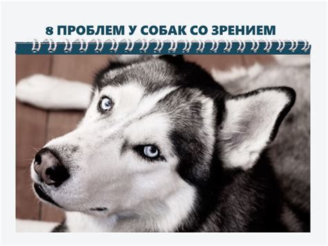 Физиологические особенности глазных структур у собак