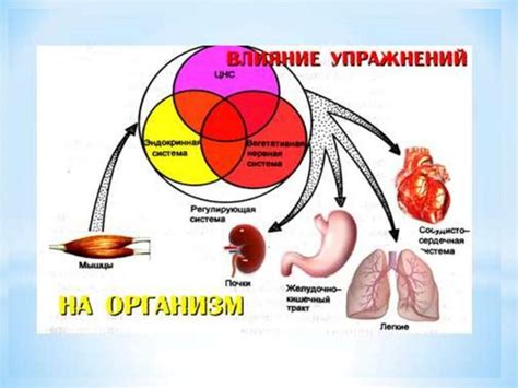 Физиологические особенности организма и газоотходы