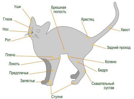 Физиологические особенности шерсти кошек