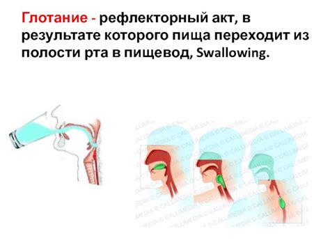 Физиология глотания и ощущение движения воды