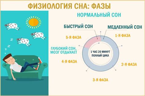 Физиология сна котят