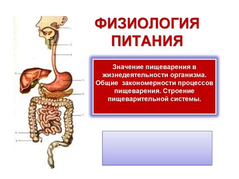 Физиология собачьего пищеварительного процесса