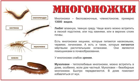 Физиология сороконожек