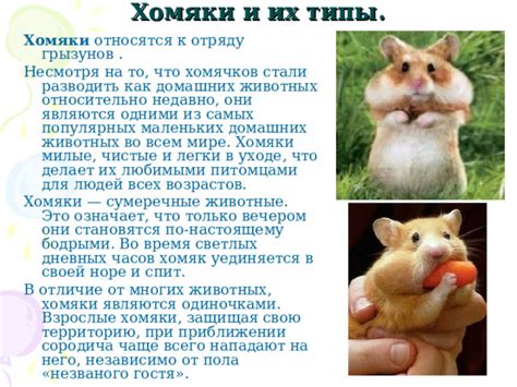 Физические причины, при которых хомяки орут и ложатся на спину
