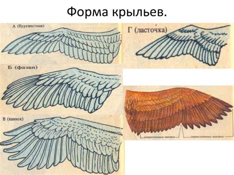 Форма крыльев