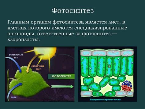 Фотосинтез