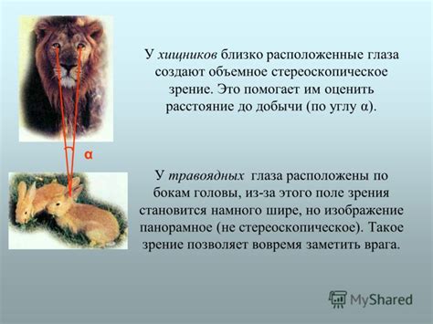 Функции глаз у хищников: