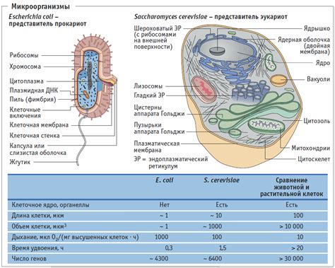 Функции микроорганизмов в деформации