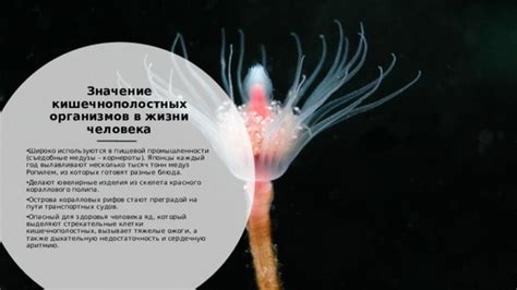 Функциональное значение прозрачности для медузы