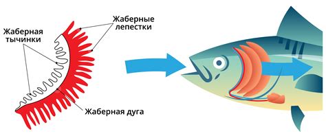 Функция жабр у рыбы