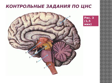 Центральная нервная система и органы чувств