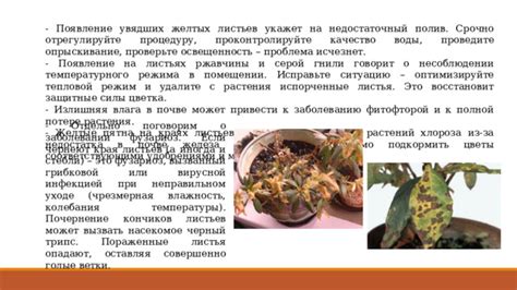 Что может привести к появлению желтых листьев у сциндапсуса