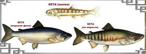 Что такое кета