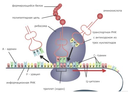 Что такое синтез белков