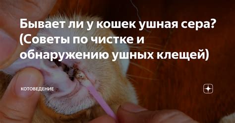 Что такое ушная сера у кошек