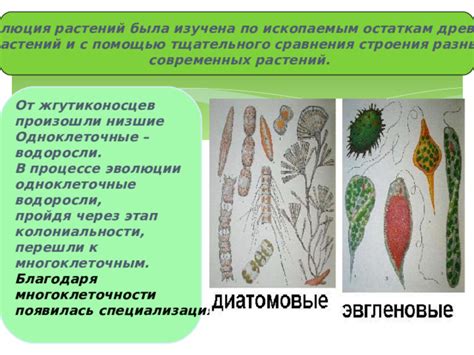 Эволюция и специализация растений