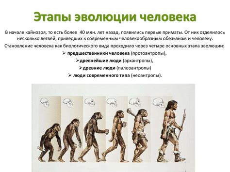 Эволюция пупков человека