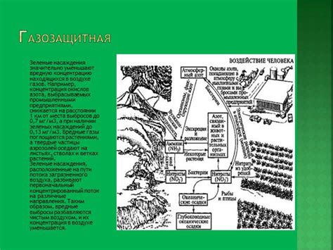 Экологическая роль ветрораспространения плодов