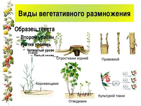 Экономическая выгода от вегетативного размножения
