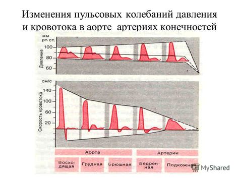 Эффект изменения внутрикостно-мышечного давления